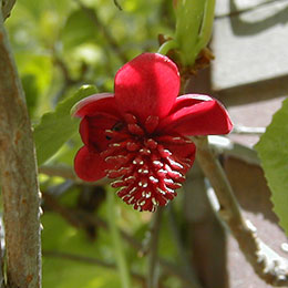 Schisandra com flores vermelhas